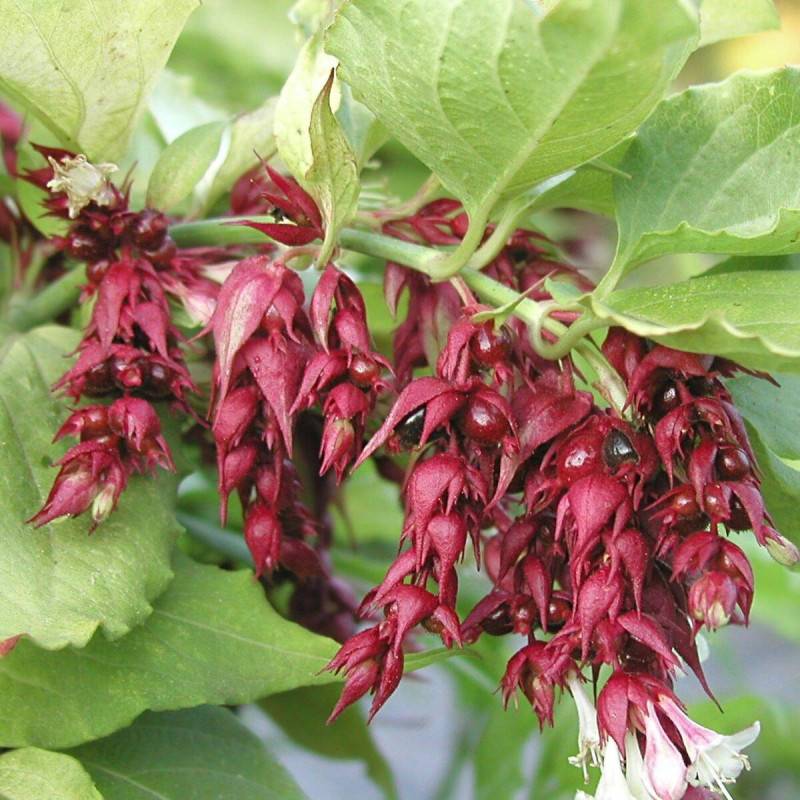 Arbre aux faisans doré Golden Lanterns® 'Notbruce', Leycesteria à fleurs Blanche/Rouge - feuillage Caduc - Pot de 1,5L - 20/50 cm - Image 8
