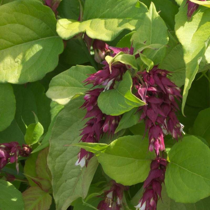 Arbre aux faisans doré Golden Lanterns® 'Notbruce', Leycesteria à fleurs Blanche/Rouge - feuillage Caduc - Pot de 1,5L - 20/50 cm - Image 6