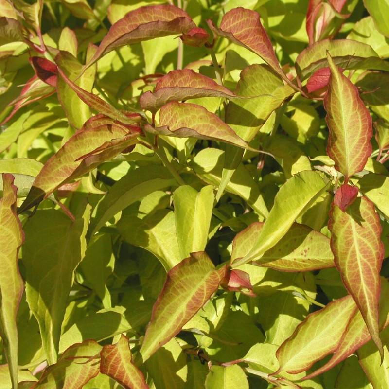 Arbre aux faisans doré Golden Lanterns® 'Notbruce', Leycesteria à fleurs Blanche/Rouge - feuillage Caduc - Pot de 1,5L - 20/50 cm - Image 3