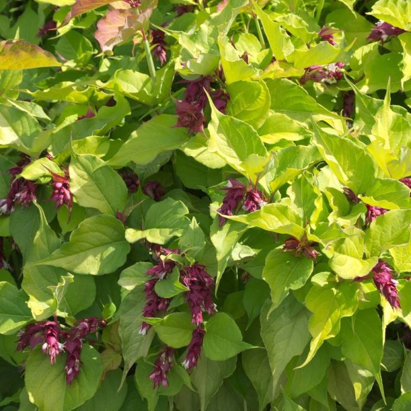 Arbre aux faisans doré Golden Lanterns® 'Notbruce', Leycesteria à fleurs Blanche/Rouge - feuillage Caduc - Pot de 1,5L - 20/50 cm - Image 2