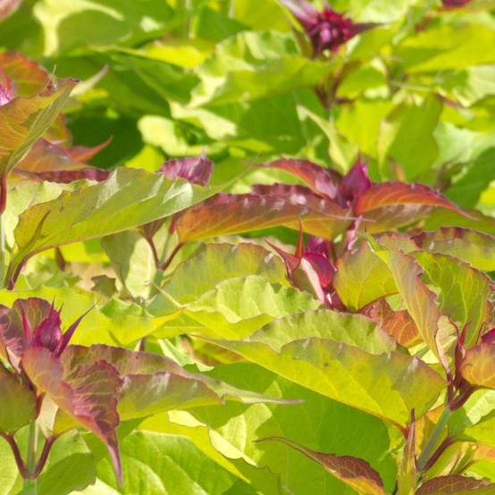 Arbre aux faisans doré Golden Lanterns® 'Notbruce', Leycesteria à fleurs Blanche/Rouge - feuillage Caduc - Pot de 1,5L - 20/50 cm - Image 5