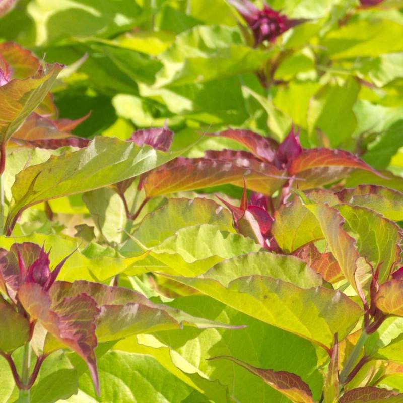 Arbre aux faisans doré Golden Lanterns® 'Notbruce', Leycesteria à fleurs Blanche/Rouge - feuillage Caduc - Pot de 1,5L - 20/50 cm - Image 5