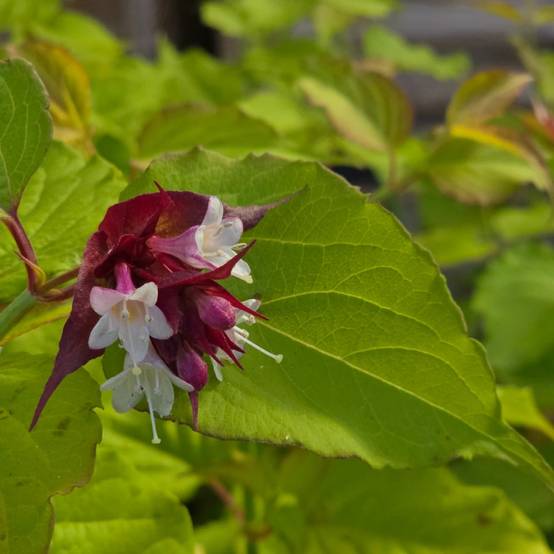 Arbre aux faisans doré Golden Lanterns® 'Notbruce', Leycesteria à fleurs Blanche/Rouge - feuillage Caduc - Pot de 1,5L - 20/50 cm - Image 9