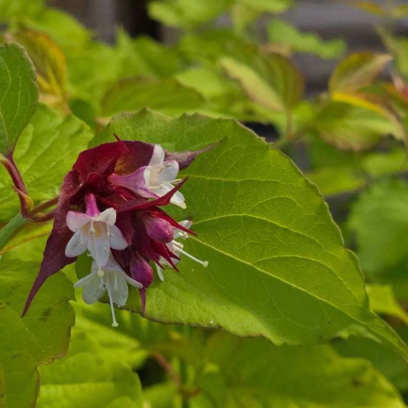 Arbre aux faisans doré Golden Lanterns® 'Notbruce', Leycesteria à fleurs Blanche/Rouge - feuillage Caduc - Pot de 1,5L - 20/50 cm - Image 9