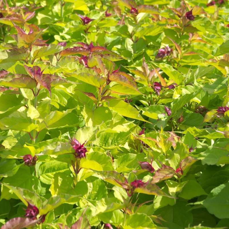Arbre aux faisans doré Golden Lanterns® 'Notbruce', Leycesteria à fleurs Blanche/Rouge - feuillage Caduc - Pot de 1,5L - 20/50 cm - Image 1