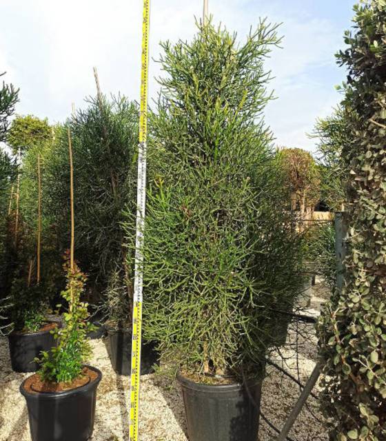 0 - Euphorbia tirucalli (cactus crayon) Pot de 7 litres - 100/120 cm