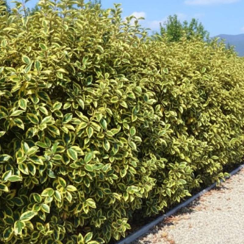 Elaeagnus panaché Gilt Edge, Chalef à fleurs Blanche - feuillage Persistant - Pot de 3L - 60/80 cm-  hauteur à maturité De 3,00 m à 5,00 m - Image 3