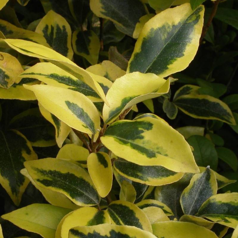 Elaeagnus panaché Gilt Edge, Chalef à fleurs Blanche - feuillage Persistant - Pot de 3L - 60/80 cm-  hauteur à maturité De 3,00 m à 5,00 m - Image 1