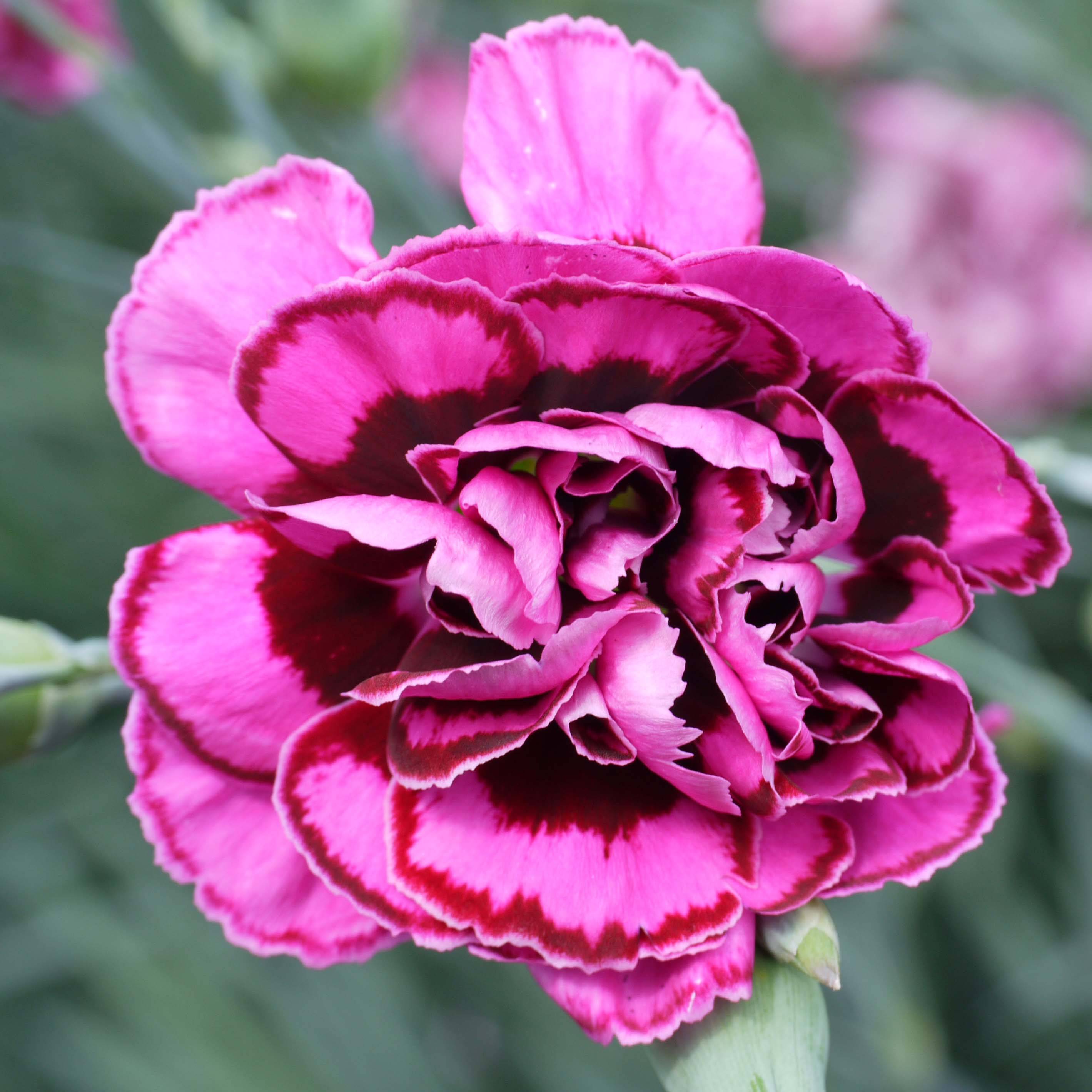 Dianthus plumarius Laced Monarch - Oeillet mignardise Godet de 8/9 cm