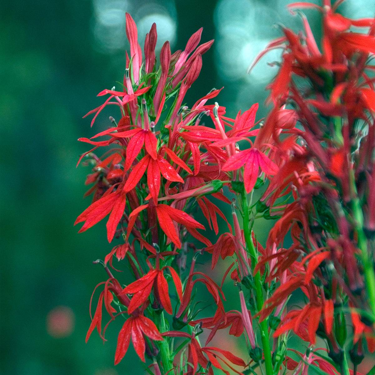 Lobelia cardinalis - Lobélie cardinale Godet de 8/9 cm
