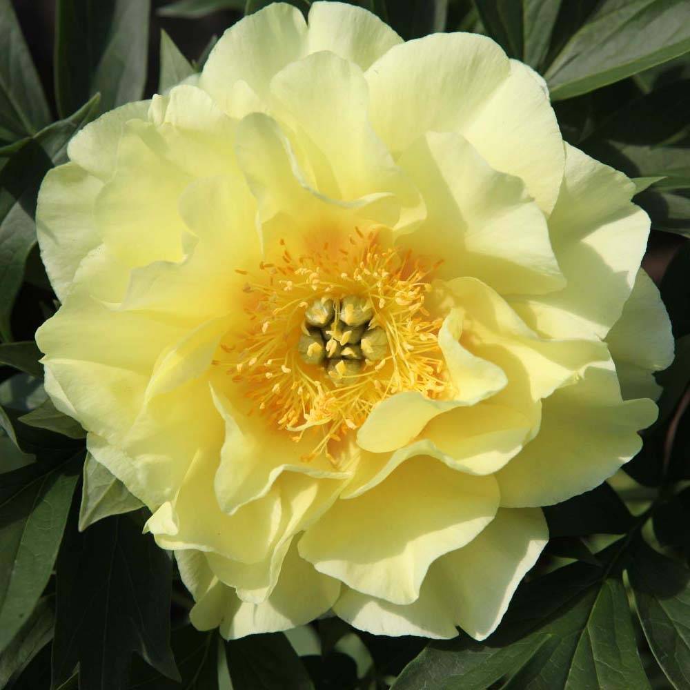 Promesse de Fleurs - Pivoine Itoh Bartzella Souche 3/5 yeux