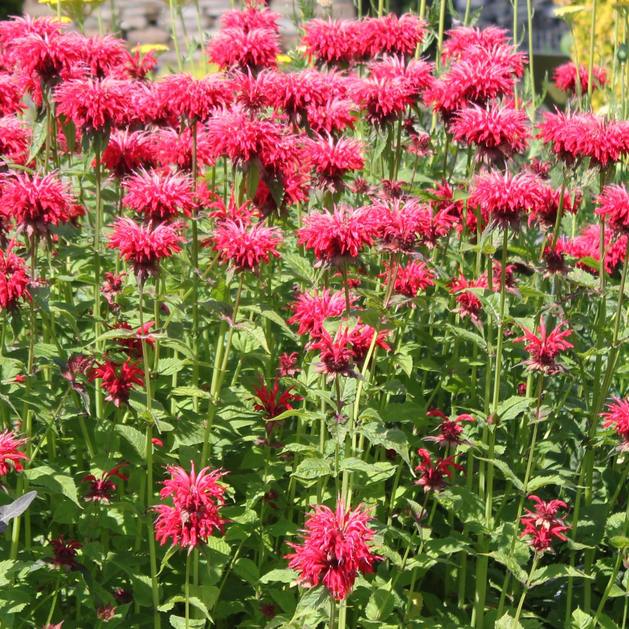 Promesse de Fleurs - Monarda Gardenview Scarlet - Bergamote écarlate Pot de 2L/3L