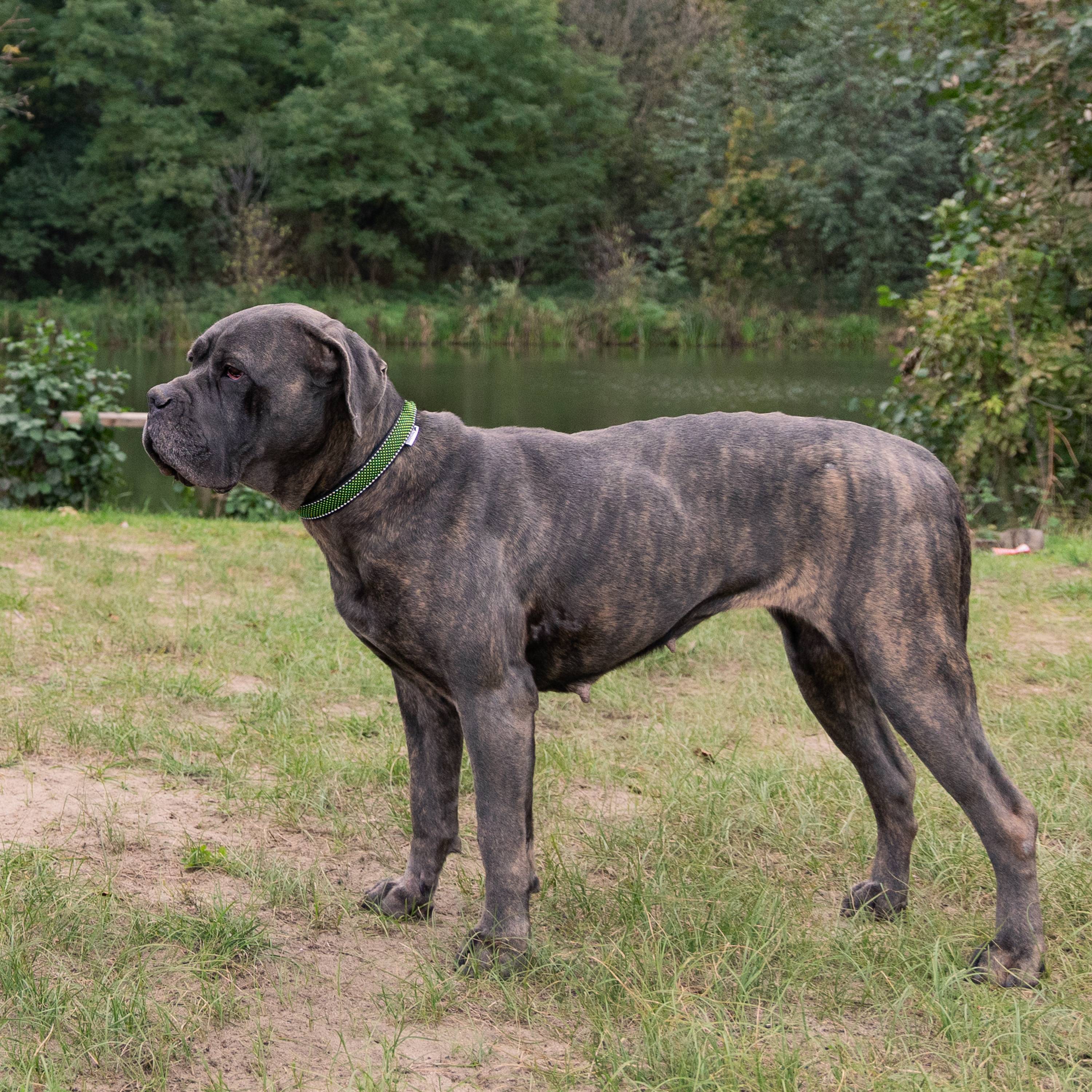 Ferplast - Collier pour Chiens Réfléchissant Rembourré DAYTONA DELUXE C25/53, Réglable, Boucle en Métal, Noir-Vert - Imagen 3