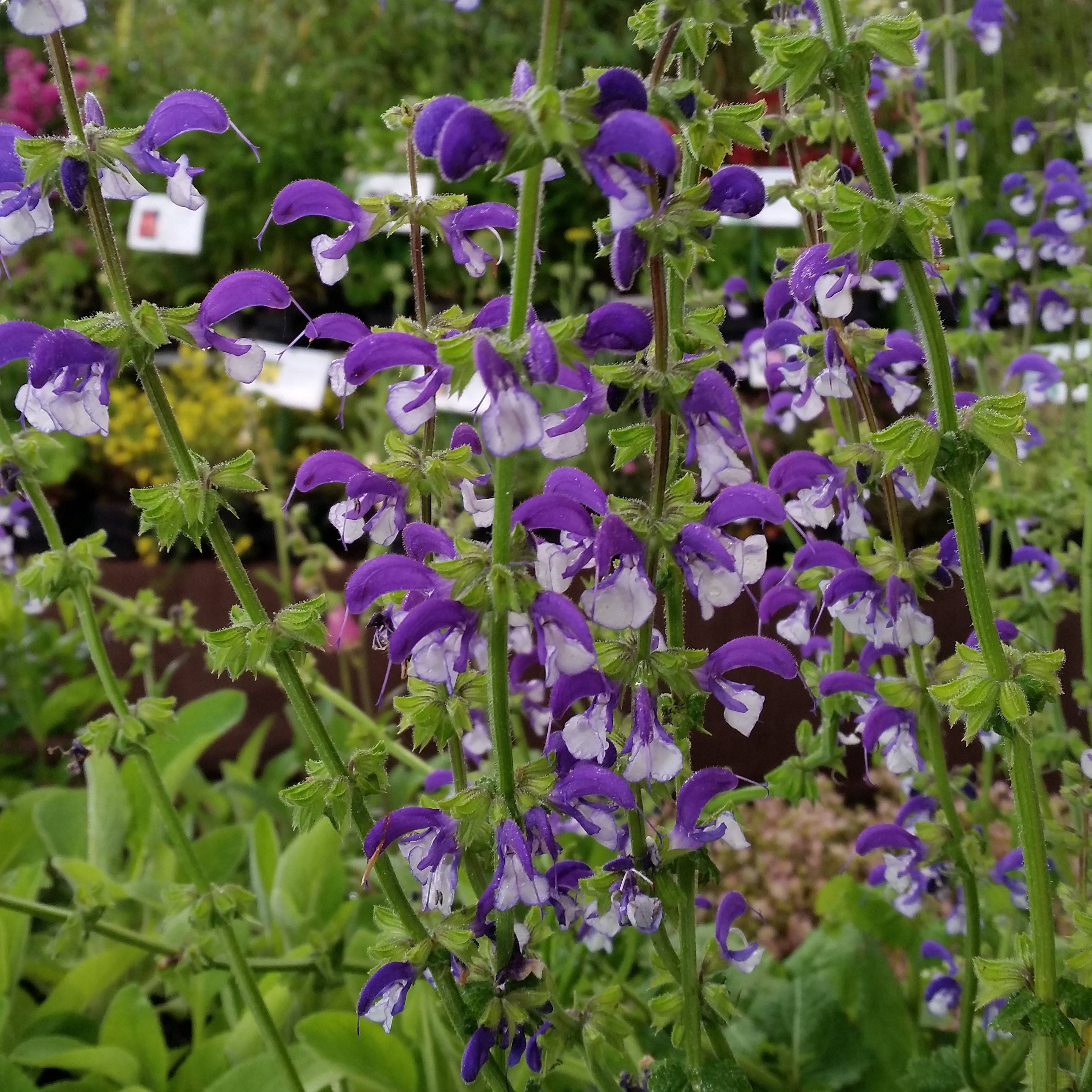 Promesse de Fleurs - Salvia pratensis Madeline - Sauge des près bicolore Pot de 2L/3L