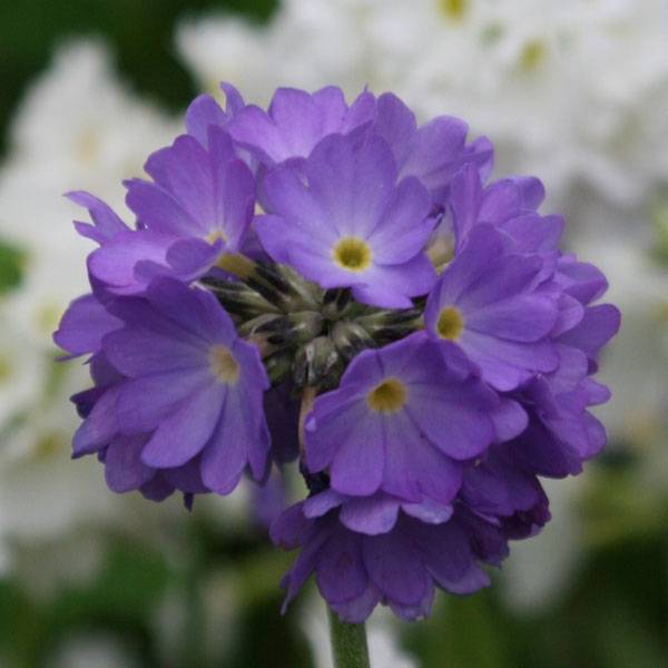 Primevère - Primula denticulata Cashmiriana Godet de 8/9 cm