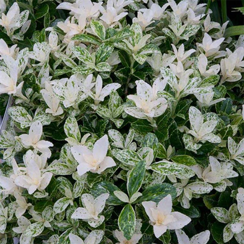 Promesse de Fleurs - Euonymus japonicus Pierrolino - Fusain du Japon Pot de 1,5L/2L - Image 1