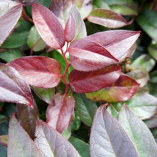 Promesse de Fleurs - Leucothoe fontanesiana Zebonard - Leucothoe walteri Zebonard Pot de 2L/3L