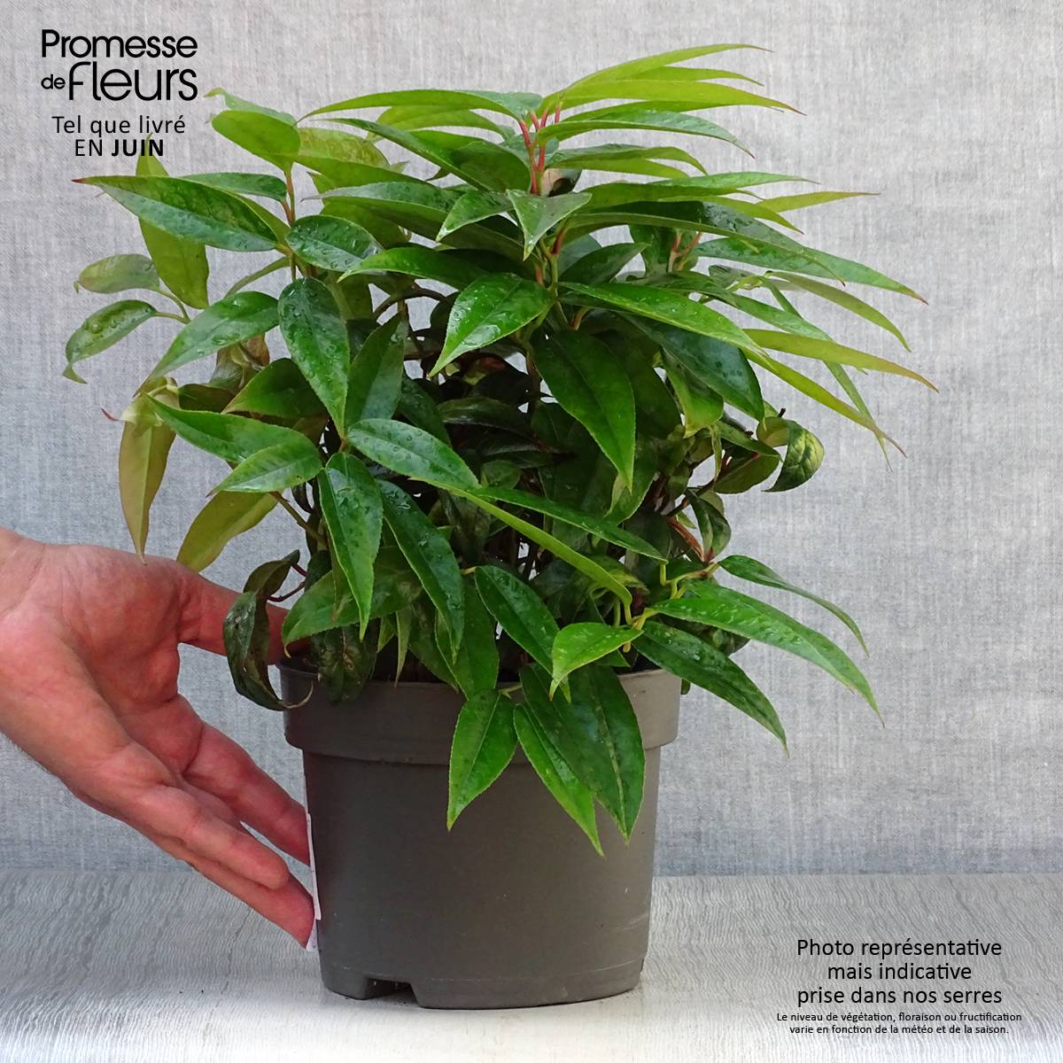 Promesse de Fleurs - Leucothoe fontanesiana Zebonard - Leucothoe walteri Zebonard Pot de 2L/3L - Image 2