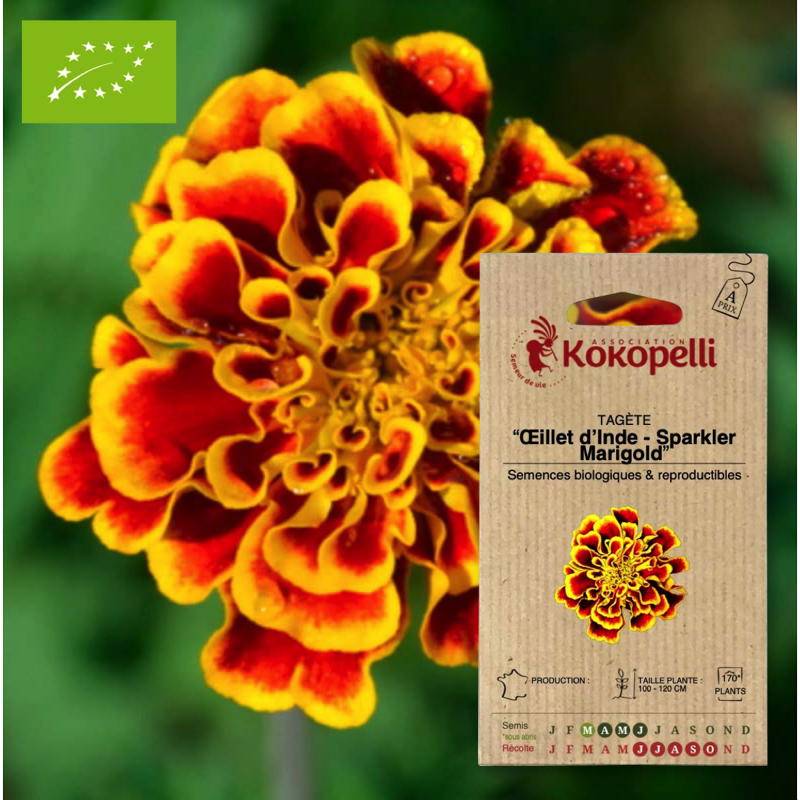 Oeillet d'Inde Sparkler Marigold- Graines bio à semer - Imagen 1