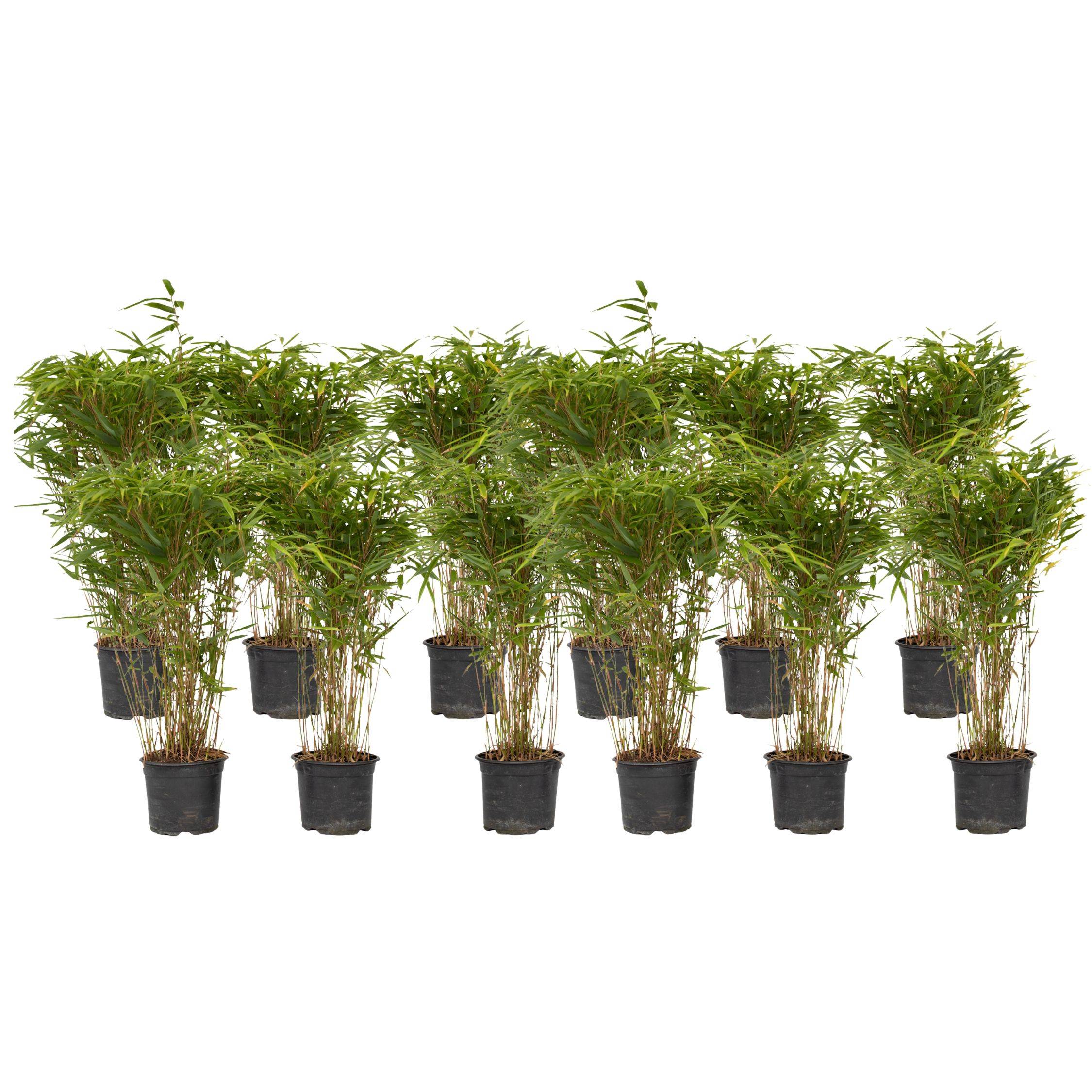 Bambou non-traçant - Set de 12 - Fargesia nitida 'Gansu' - H50-70cm - ⌀17cm - Image 1
