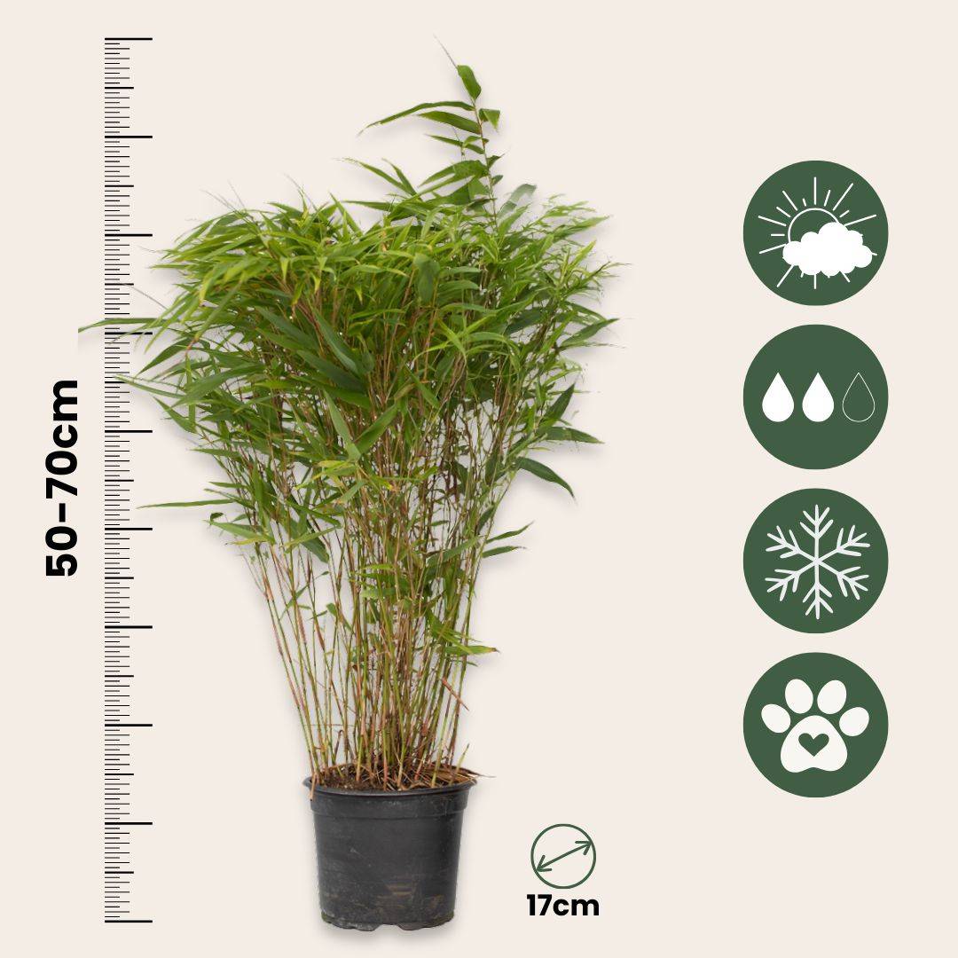 Bambou non-traçant - Set de 12 - Fargesia nitida 'Gansu' - H50-70cm - ⌀17cm - Image 6