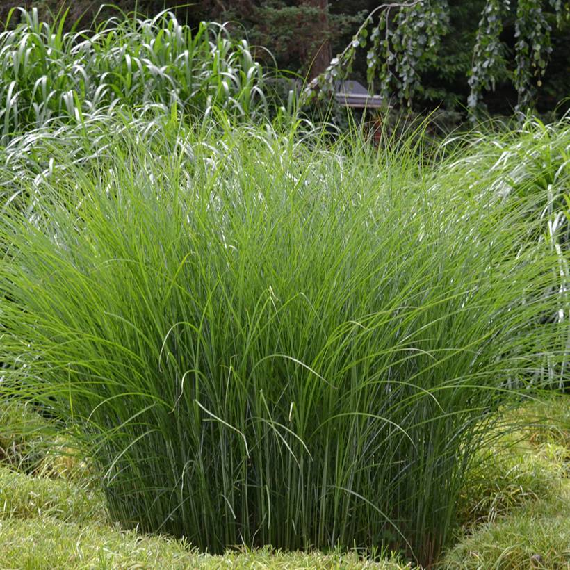 Promesse de Fleurs - Miscanthus sinensis Gracillimus - Eulalie  Godet de 8/9 cm