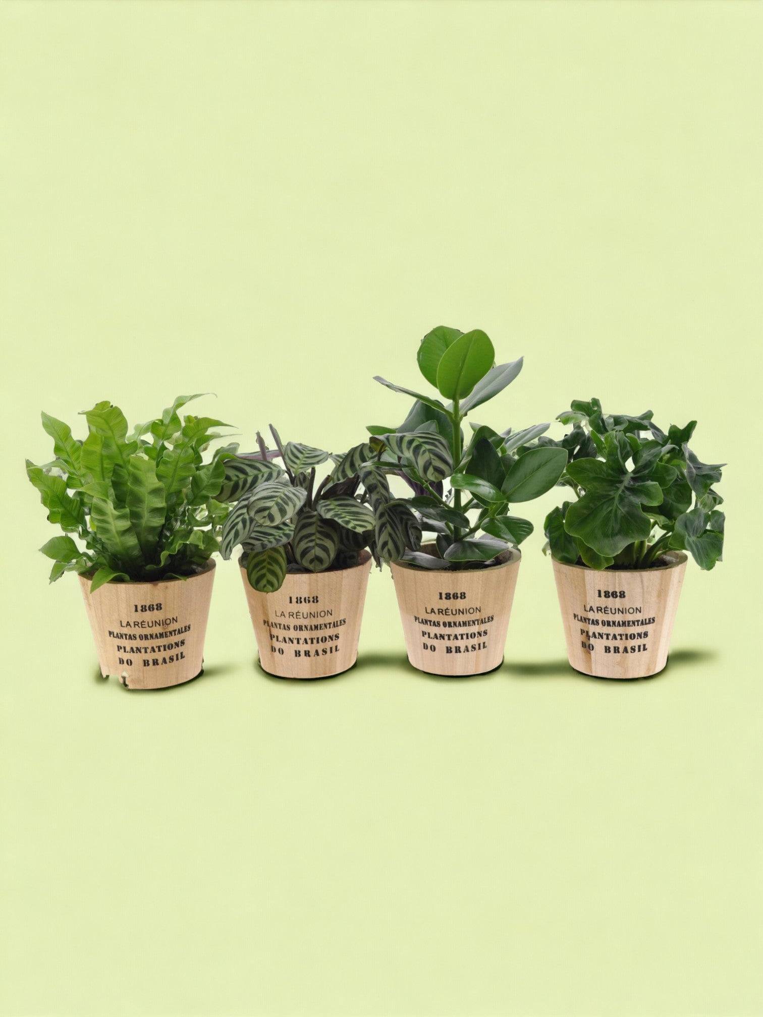 Box - 4 plantes d'intérieur cuisine 35cm - Plante d'intérieur- La Green Touch - Image 2