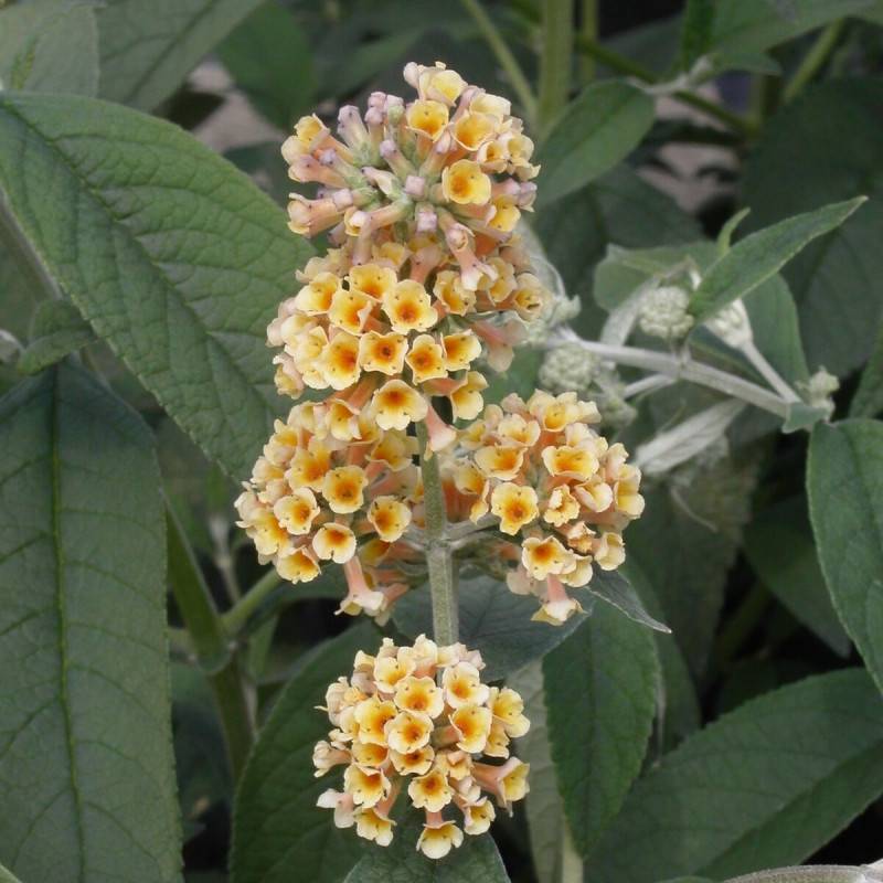 Arbre aux papillons jaune Sungold, Buddleia à fleurs Jaune - feuillage Caduc - Pot de 4L - 40/60 cm-  hauteur à maturité De 1,50 m à 2,00 m - Image 1