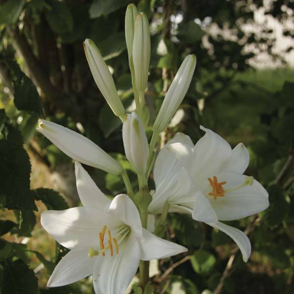 Lis candidum ou Lis de la Vierge Bulbe calibre 18/20