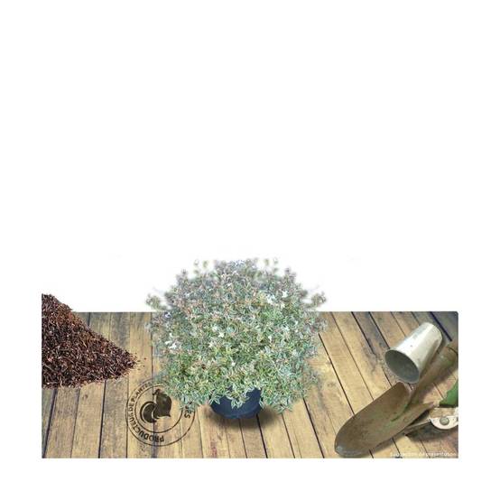 Abelia Confetti® 'Conti', Abélia à grandes fleurs à fleurs Blanche/ - feuillage Persistant - Pot de 3L - 20/40 cm - Image 6