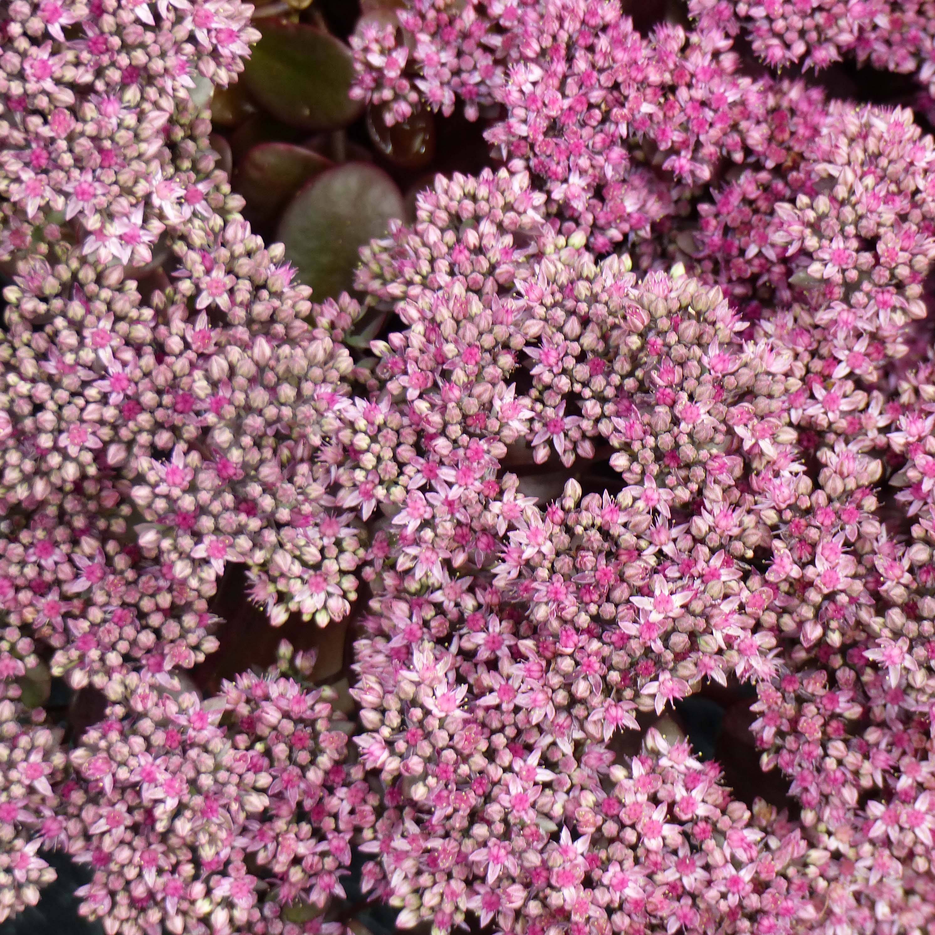 Sedum Sunsparkler Cherry Tart Godet de 8/9 cm