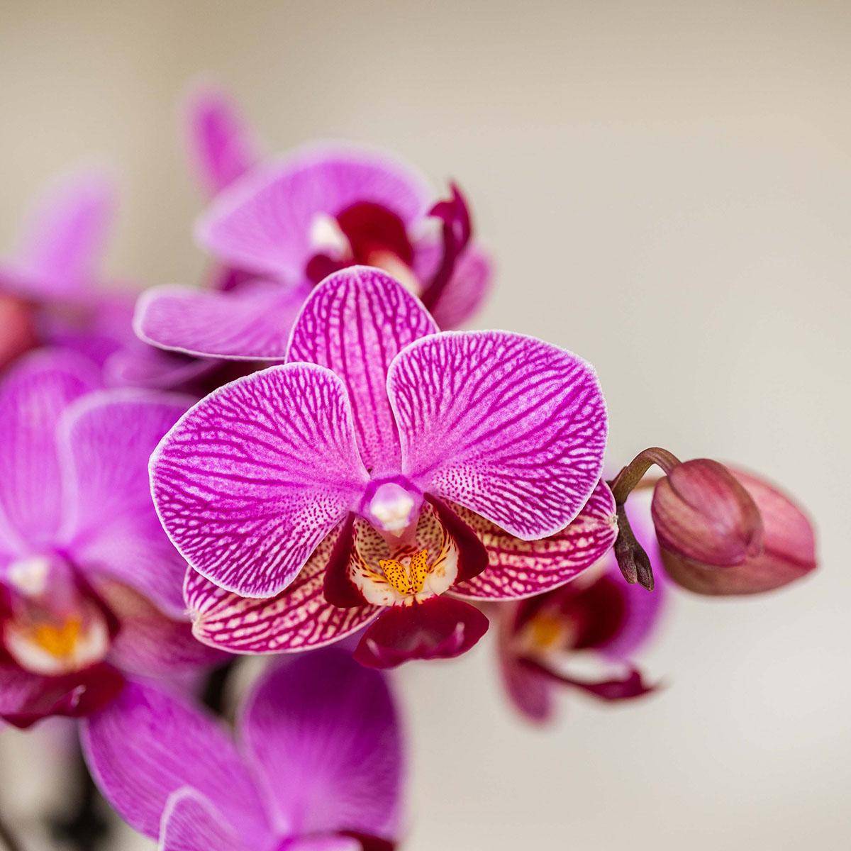 Orchidée Phalaenopsis 'Vienna' violette - Pot de 9cm - Céramique violette - Plantes d'intérieur - Image 3