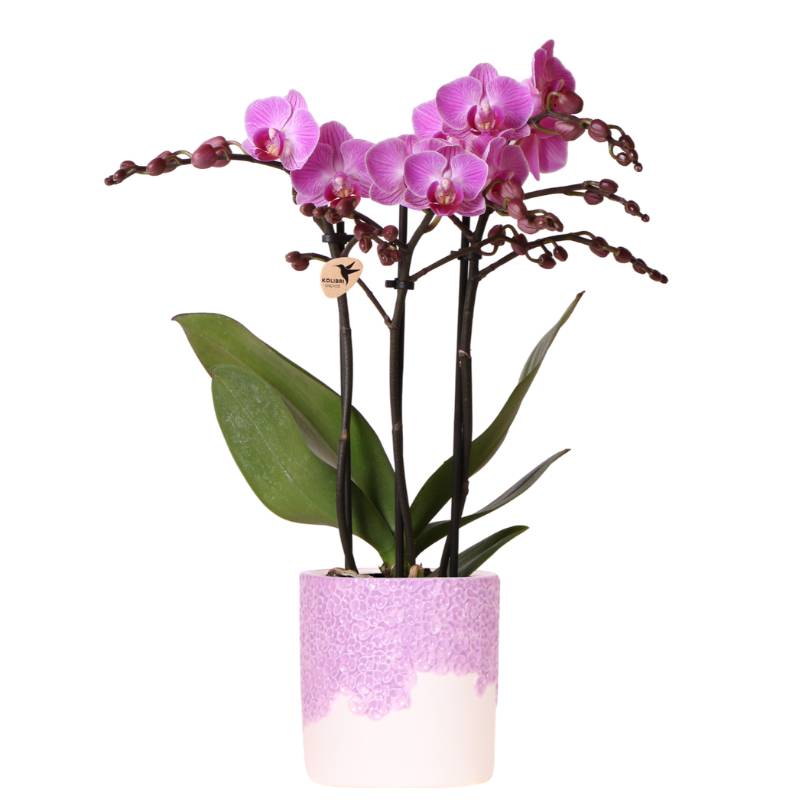 Orchidée Phalaenopsis 'Vienna' violette - Pot de 9cm - Céramique violette - Plantes d'intérieur - Image 1