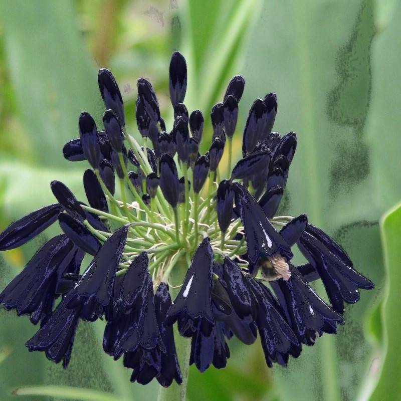 Agapanthe Black Magic à fleurs Bleue/Noir - feuillage Semi-Persistant - Godet - 5/20 cm - Imagen 1