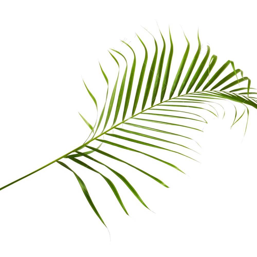 Gardenersdream - Chamaedorea Elegans - 1 Plante – Palmier D'Intérieur En Pot Vivant Pour La Maison Ou Le Bureau - GardenersDream - Imagen 2