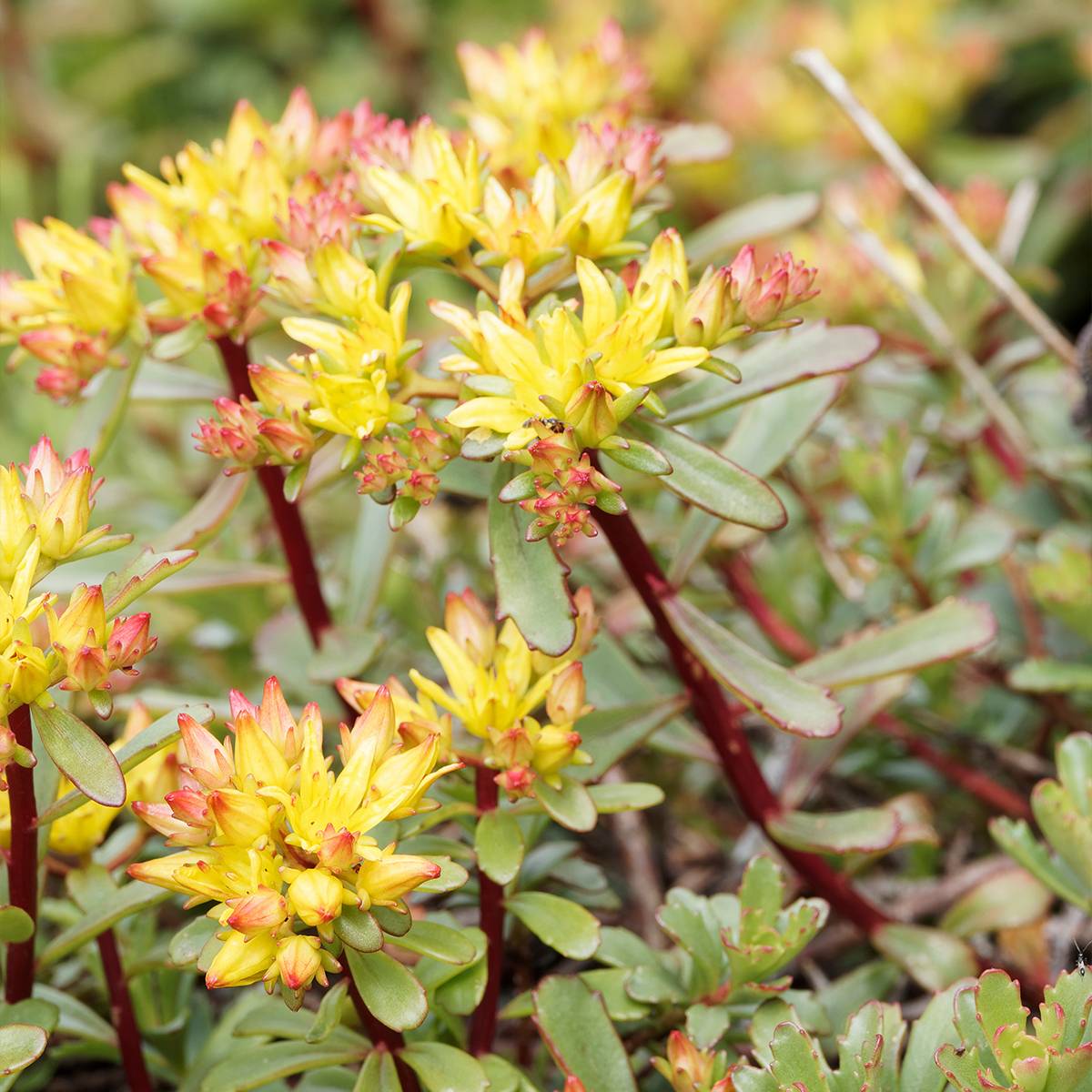Sedum Weihenstephaner Gold - Orpin jaune Godet de 8/9 cm