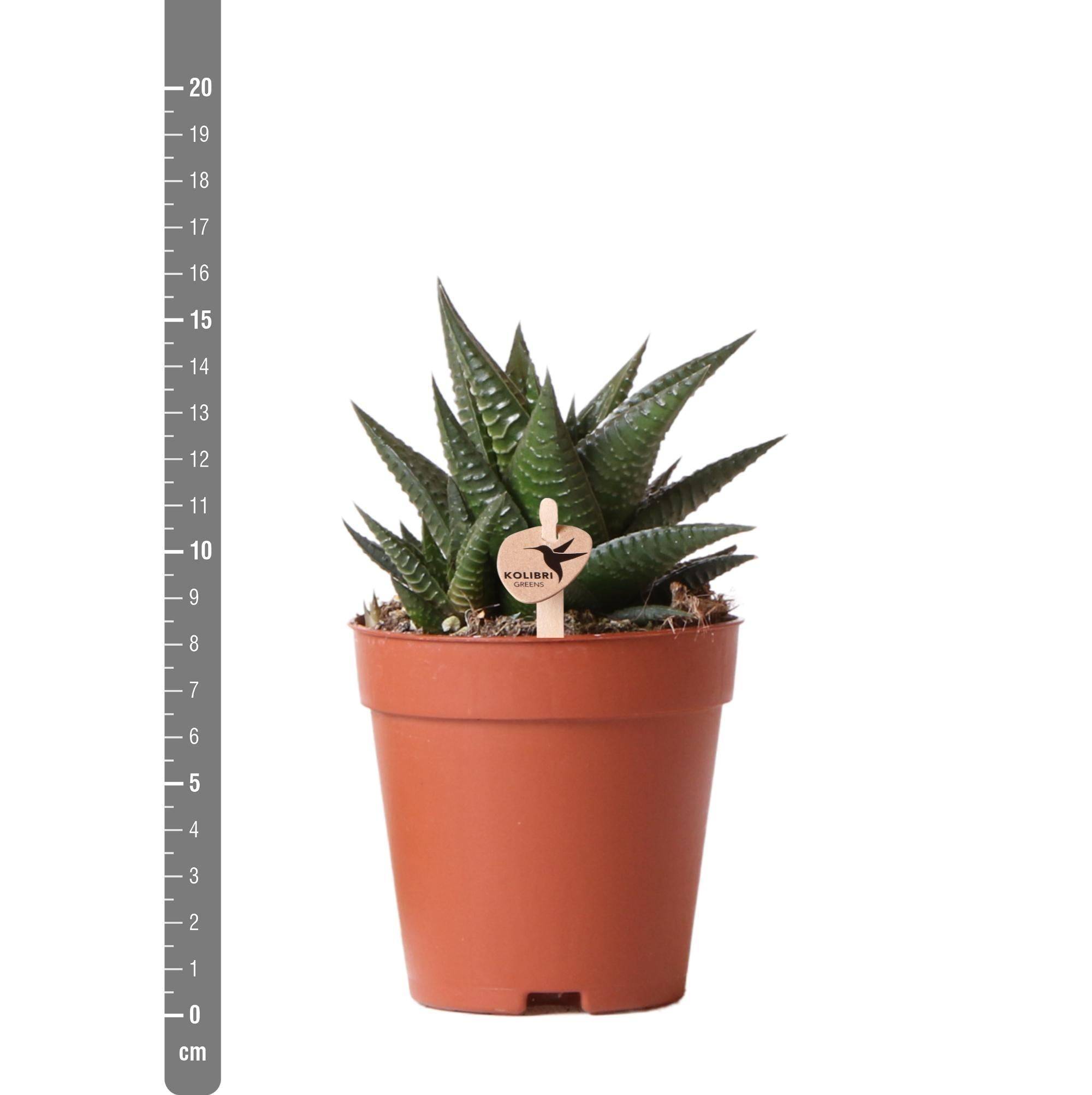 La Green Touch - Haworthia Limifolia h16cm- La Green Touch - Image 5
