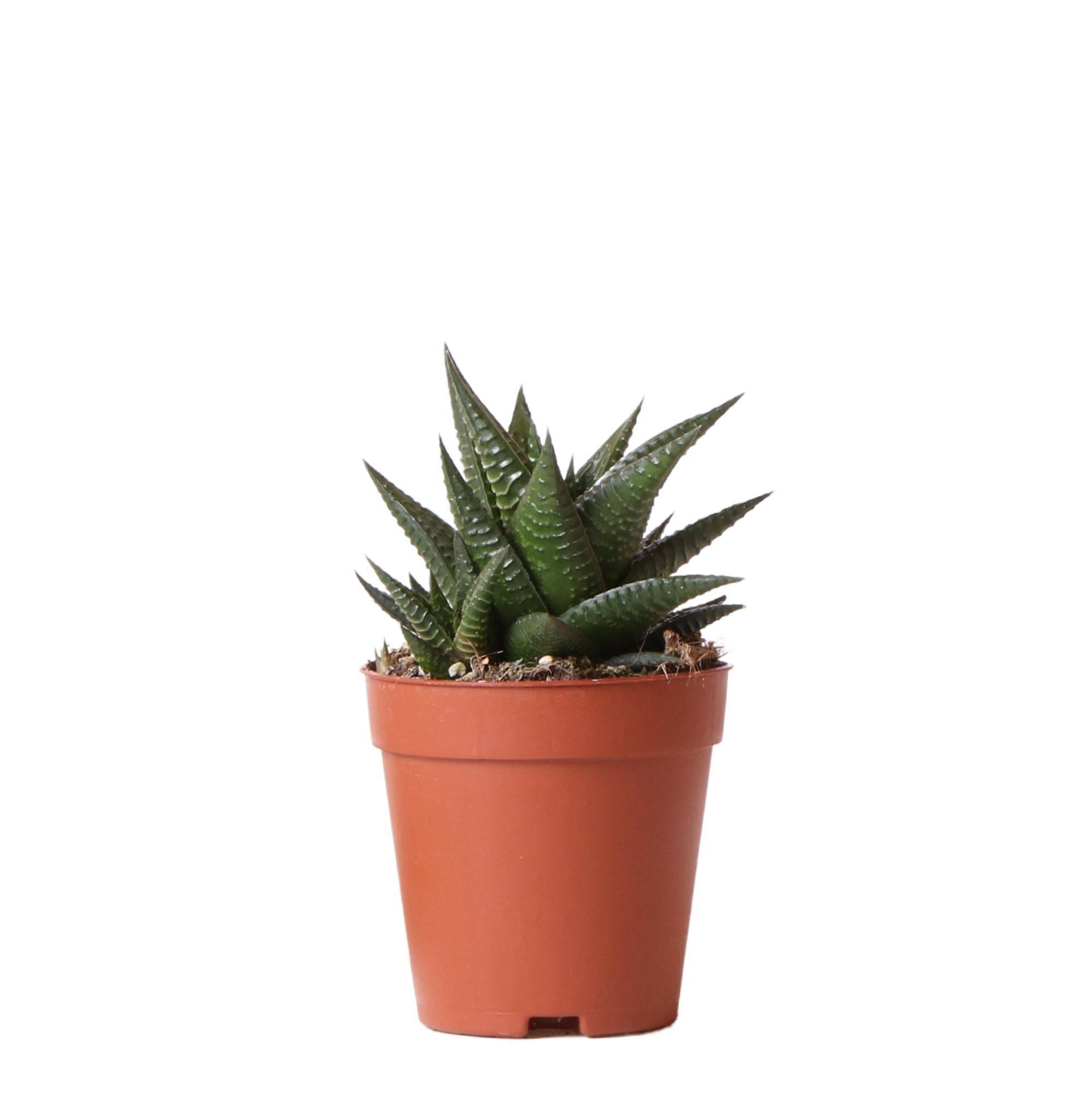 Haworthia Limifolia h16cm- La Green Touch