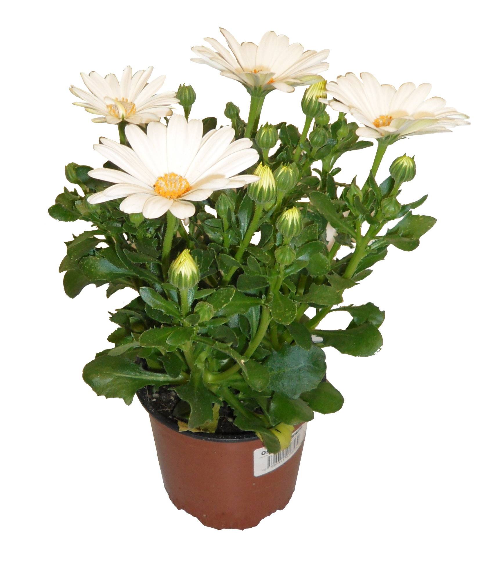 Horti-Flandre - Osteospermum blanc Pot 10,5 cm