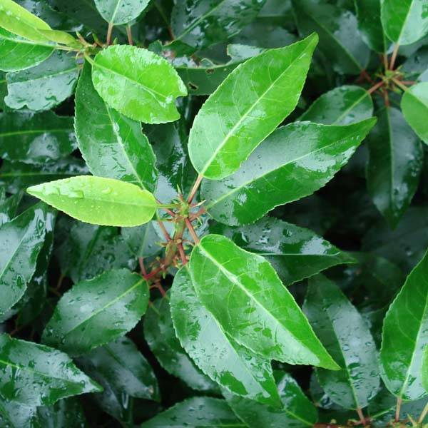 Promesse de Fleurs - Laurier du Portugal, Prunus lusitanica Angustifolia Pot de 7,5L/10L