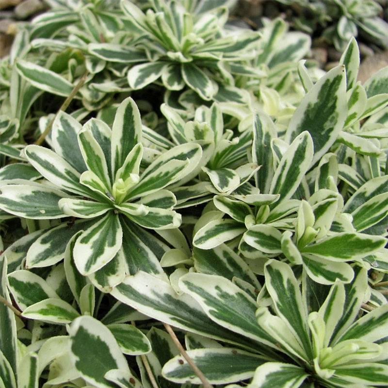 Arabis ferdinandi coburgii Variegata - Corbeille d'argent Godet de 8/9 cm