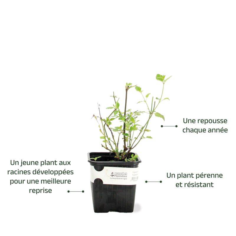 3 Agastaches 'Kudos Coral®' - Lot de 3 vivaces - Pépinières Naudet - Imagen 3