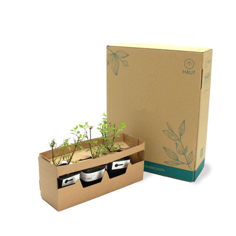 3 Agastaches 'Kudos Coral®' - Lot de 3 vivaces - Pépinières Naudet - Imagen 5