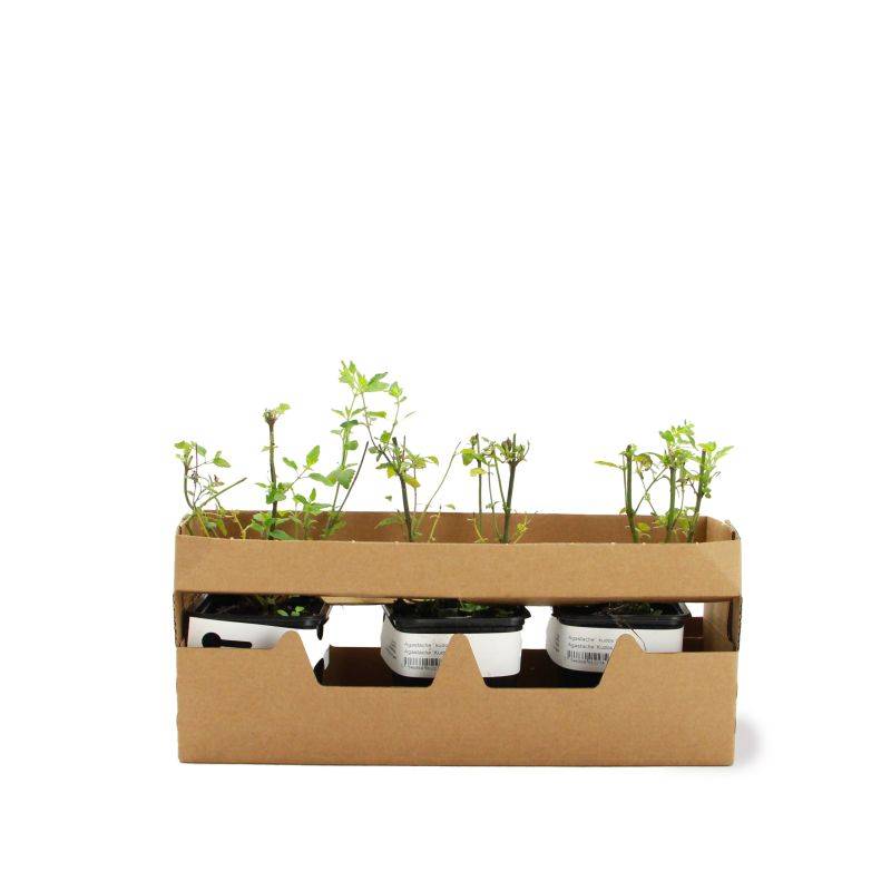 3 Agastaches 'Kudos Coral®' - Lot de 3 vivaces - Pépinières Naudet - Imagen 4