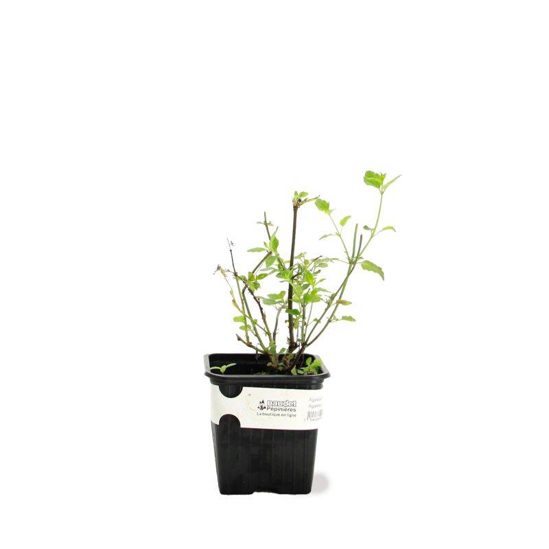 3 Agastaches 'Kudos Coral®' - Lot de 3 vivaces - Pépinières Naudet - Imagen 2