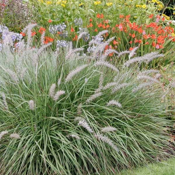 Pennisetum orientale - Herbe aux écouvillons  Godet de 8/9 cm