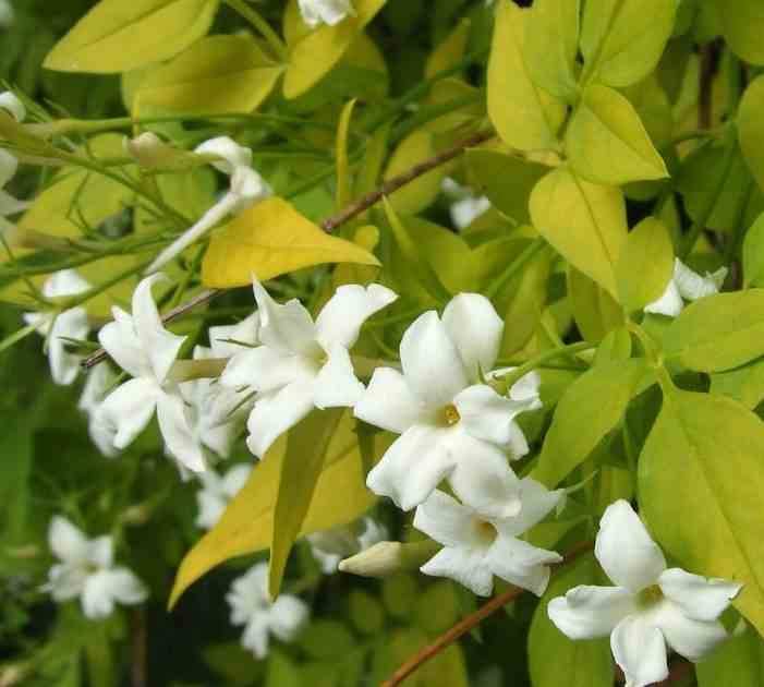 0 - Jasminum officinale Pot de 25L - 200-225cm - Image 1
