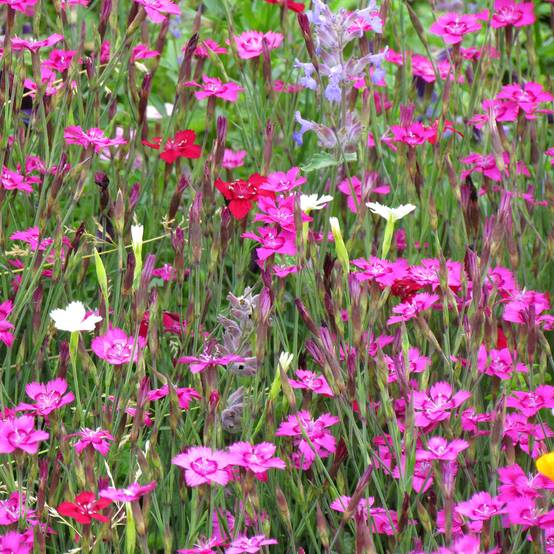 Graines de d'Oeillet deltoïde Micro Chips - Dianthus deltoides le sachet de 500 graines environ (0,1g)