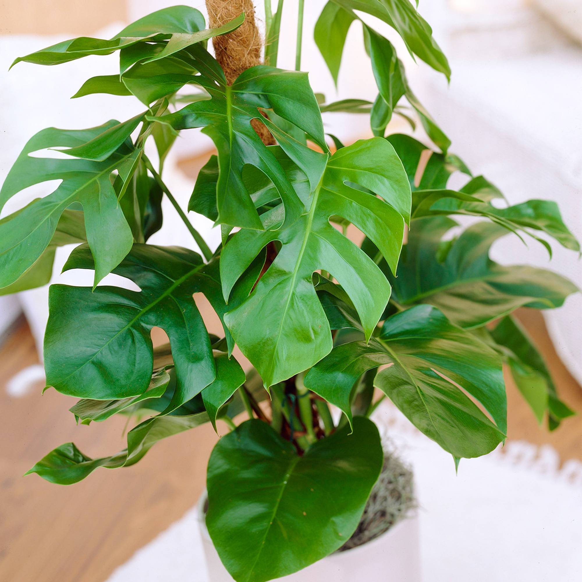 Gardenersdream - Plante Monstera Faux Philodendron | Idéale Pour La Maison Ou Le Bureau | 40-50 Cm En Pot - GardenersDream - Image 1
