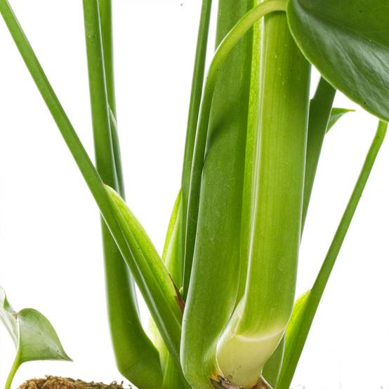 Gardenersdream - Plante Monstera Faux Philodendron | Idéale Pour La Maison Ou Le Bureau | 40-50 Cm En Pot - GardenersDream - Image 3